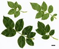 SpeciesSub: (R.canina × R.rubiginosa)